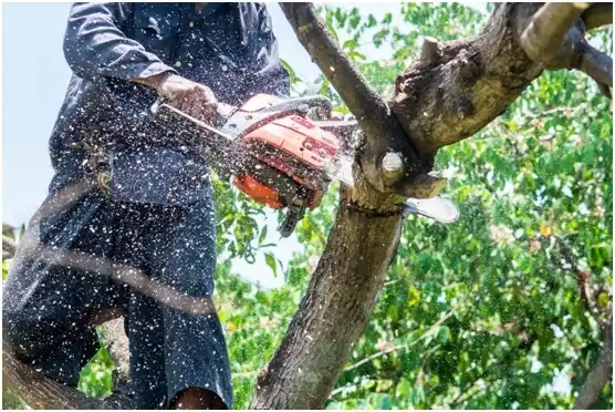 tree services Reliance